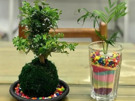 胡椒木盆景造型教程,胡椒木盆景种植技巧