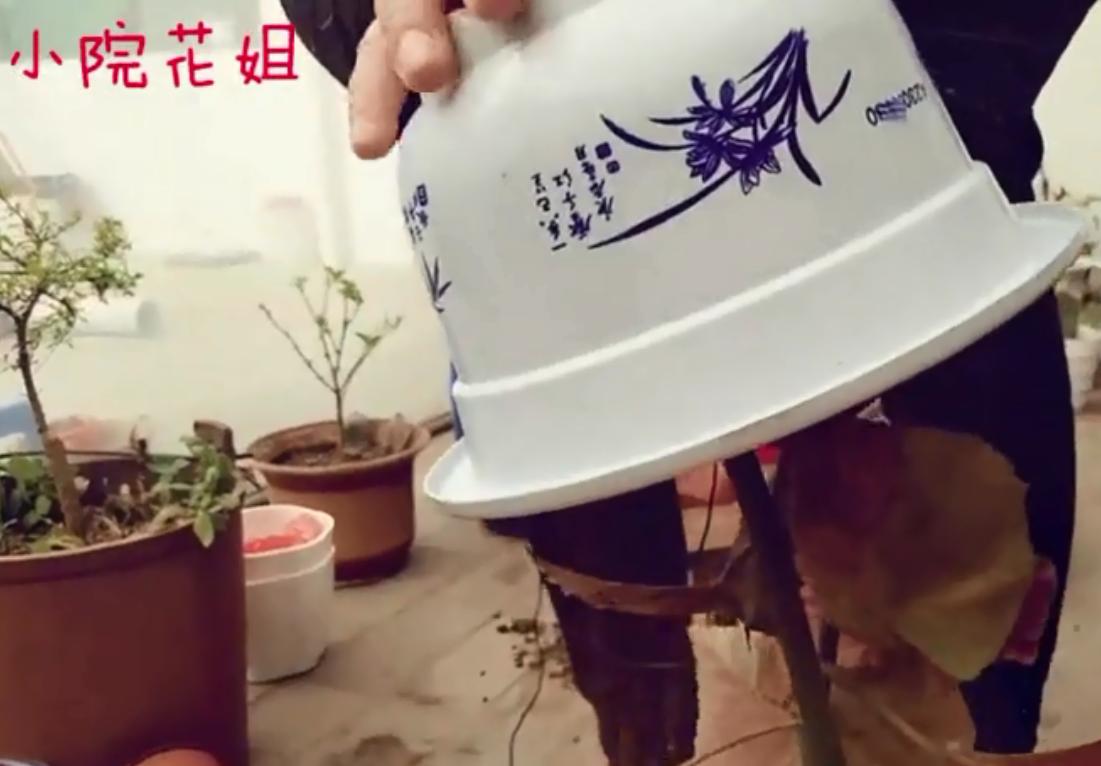 竹节海棠换盆工具,竹节海棠小盆换大盆