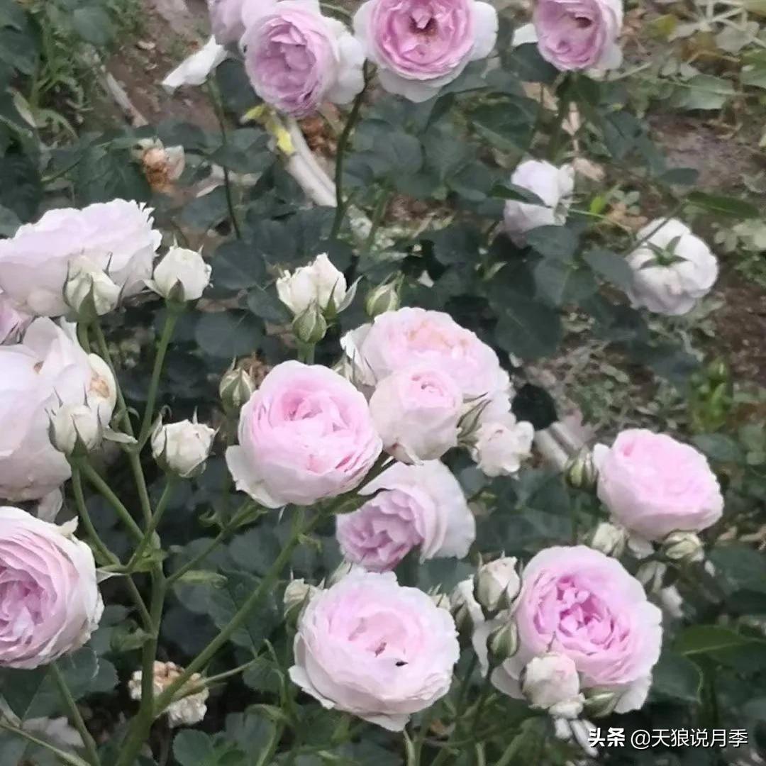 圆滚滚的绣球，瀑布般的花墙，这届花友也太会种花了吧