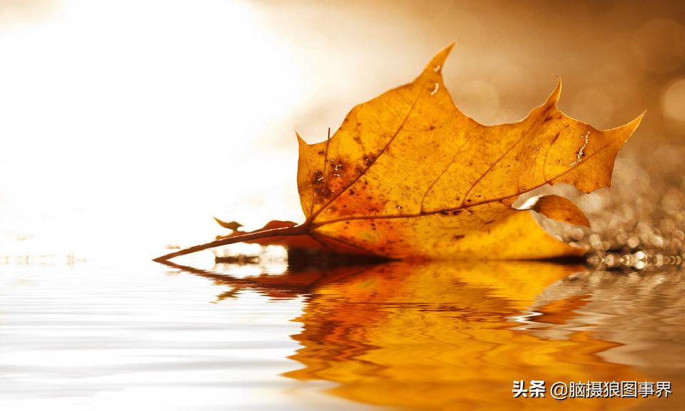 秋叶拍照构图,如何拍摄秋叶照片