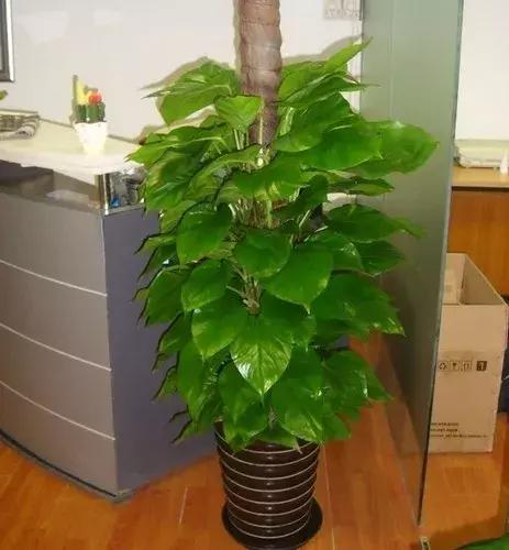 大叶绿萝养护方法及注意事项,大叶绿萝柱浇完水第二天就黄叶