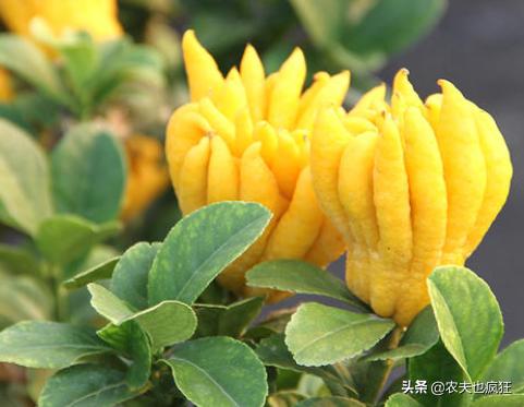 奇特的十种水果,100种奇特的水果图片