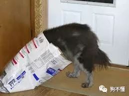 过期临期狗粮回收,临期过期食品可以吃吗