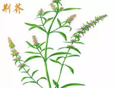 整合——28种青草药,赶快收藏备用!