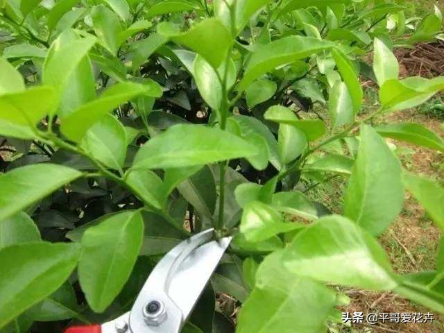 想要植物长得快怎么做,想要株型完整的树如何修剪