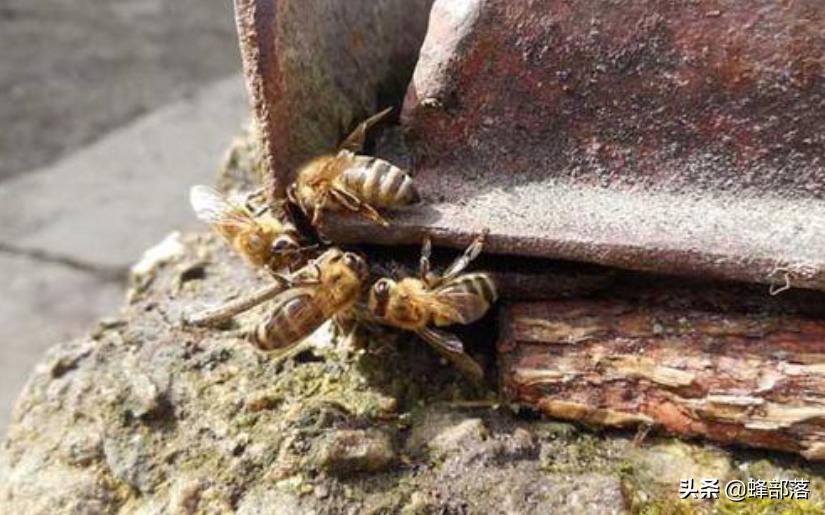 工蜂是如何干扰蜂王交配的？真相：工蜂还真不是省油的灯