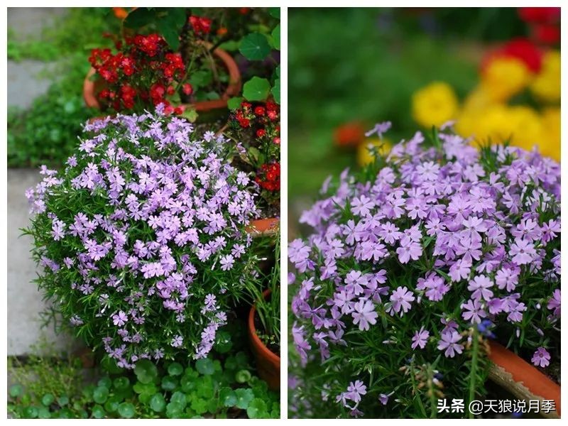 盘点每个世界第一关最强的植物,有哪些可以卡无敌的植物