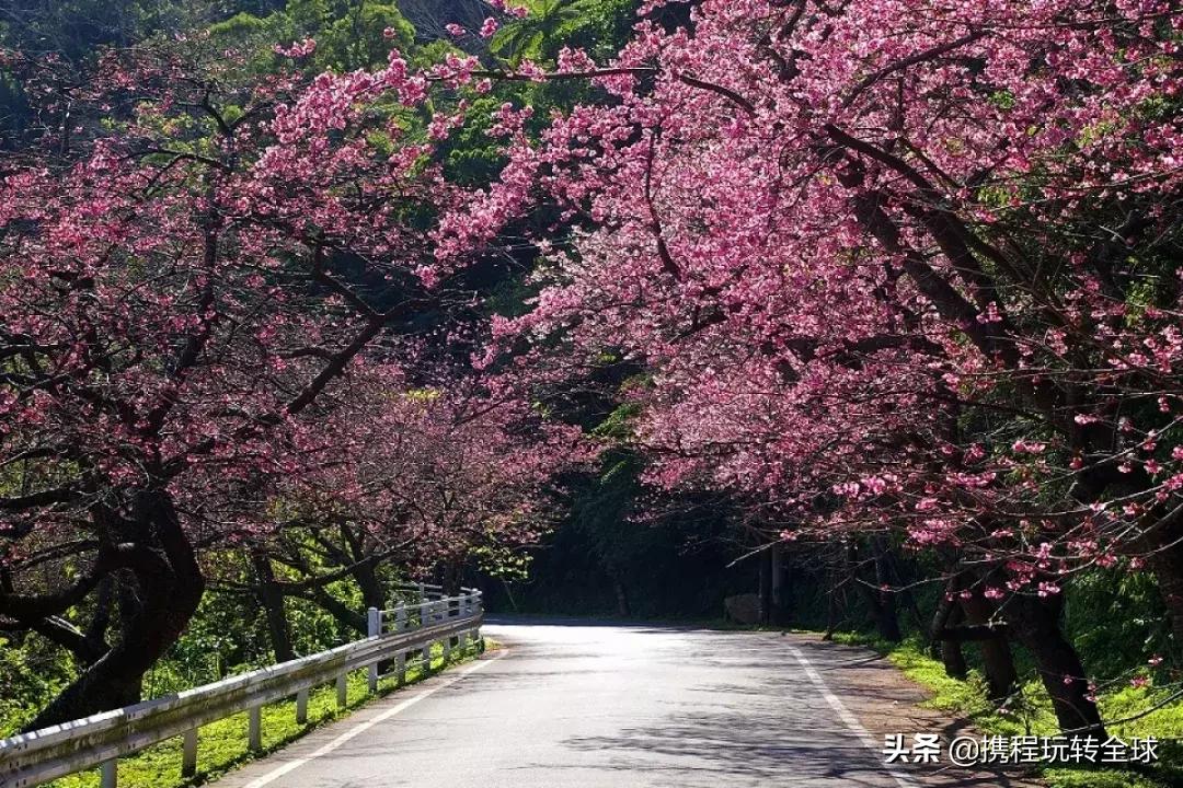 冲绳2月看樱花,冲绳哪里看樱花