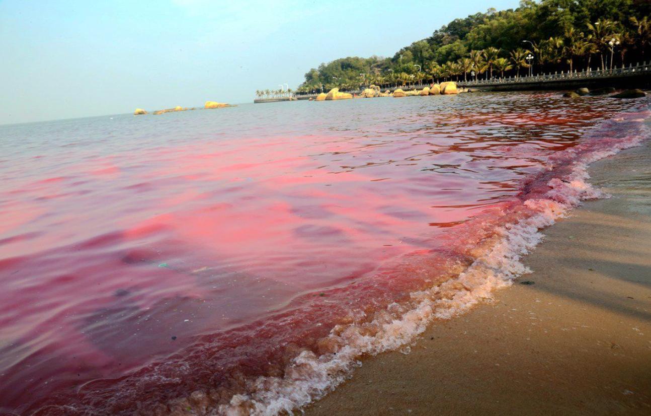 日本海岸现大量鱼尸体,日本海滩惊现大量乌贼尸体