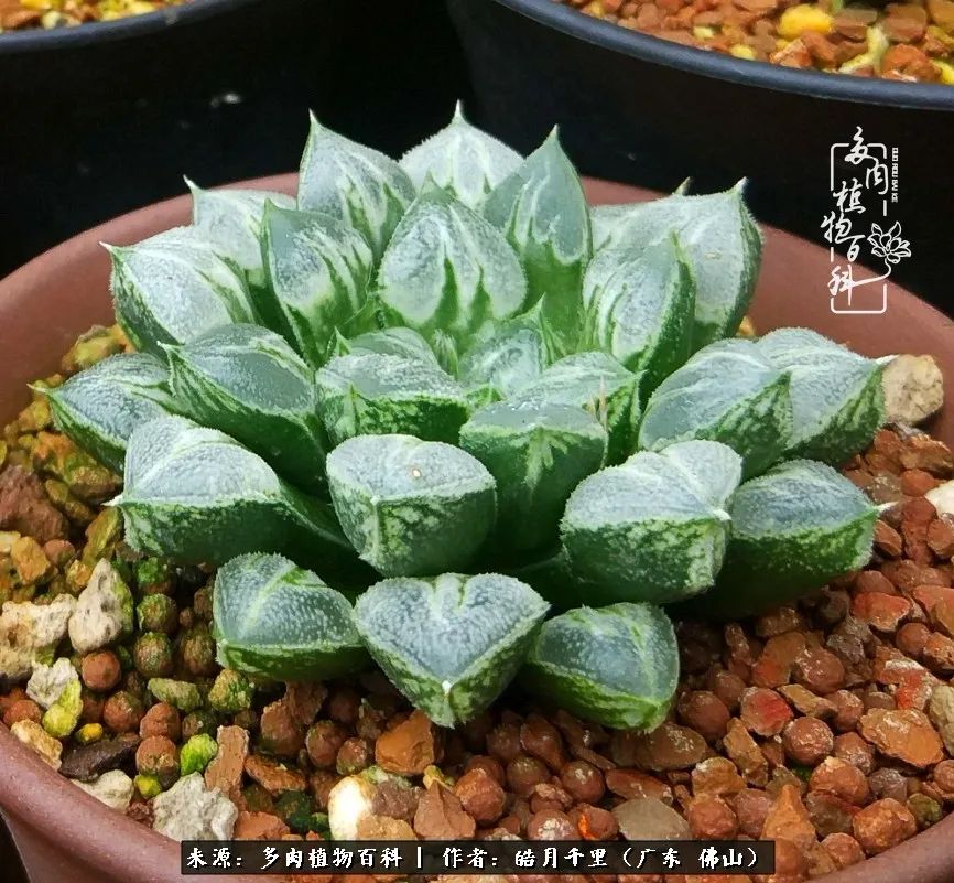 多肉娇气养不活多肉的10个秘密,养多肉是件很治愈的事情