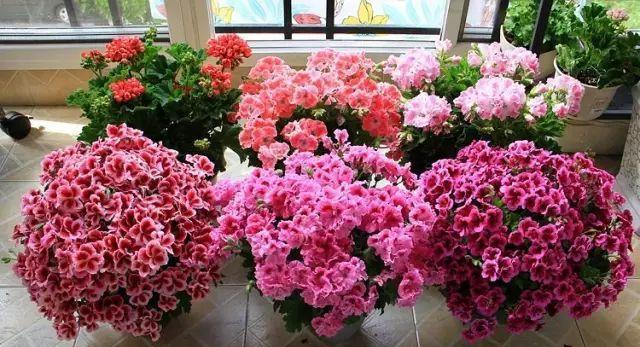 十月适合养什么花,十月现在季节养什么花不怕冷