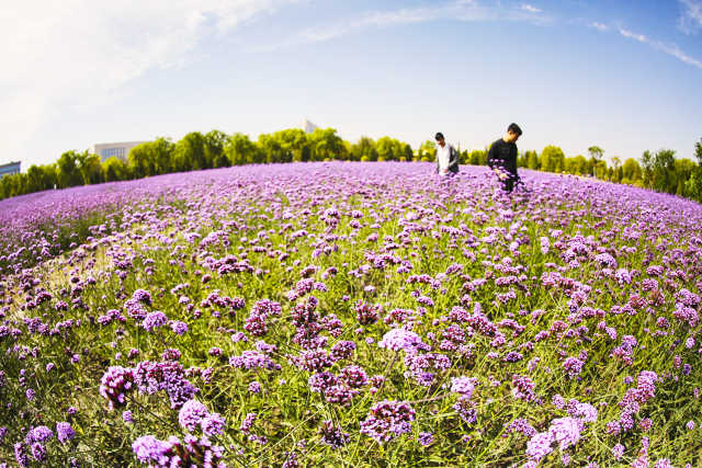70年·夸夸我的城②｜石嘴山：我抖落一身尘埃，如今惊艳归来