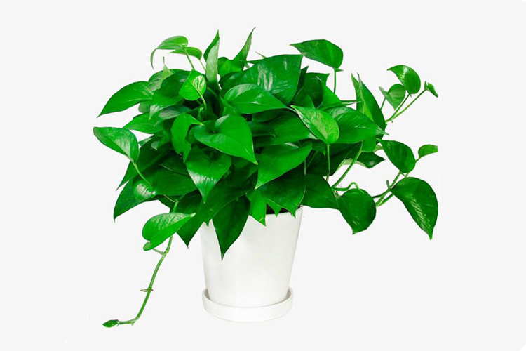 猫咪家庭不能养的植物,猫咪绝对不能碰的5种植物