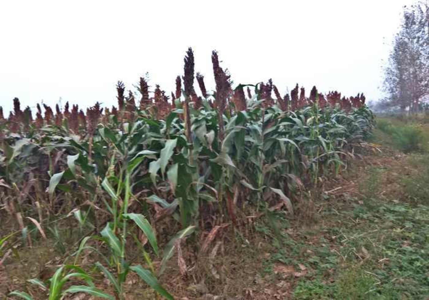 高粱的种植技术要点有哪些,春播高粱比夏播高粱高产吗