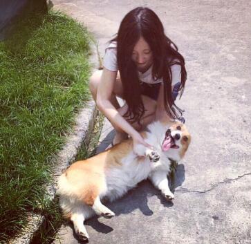 第一次养狗狗什么狗狗好养,适合情侣养的狗中型犬