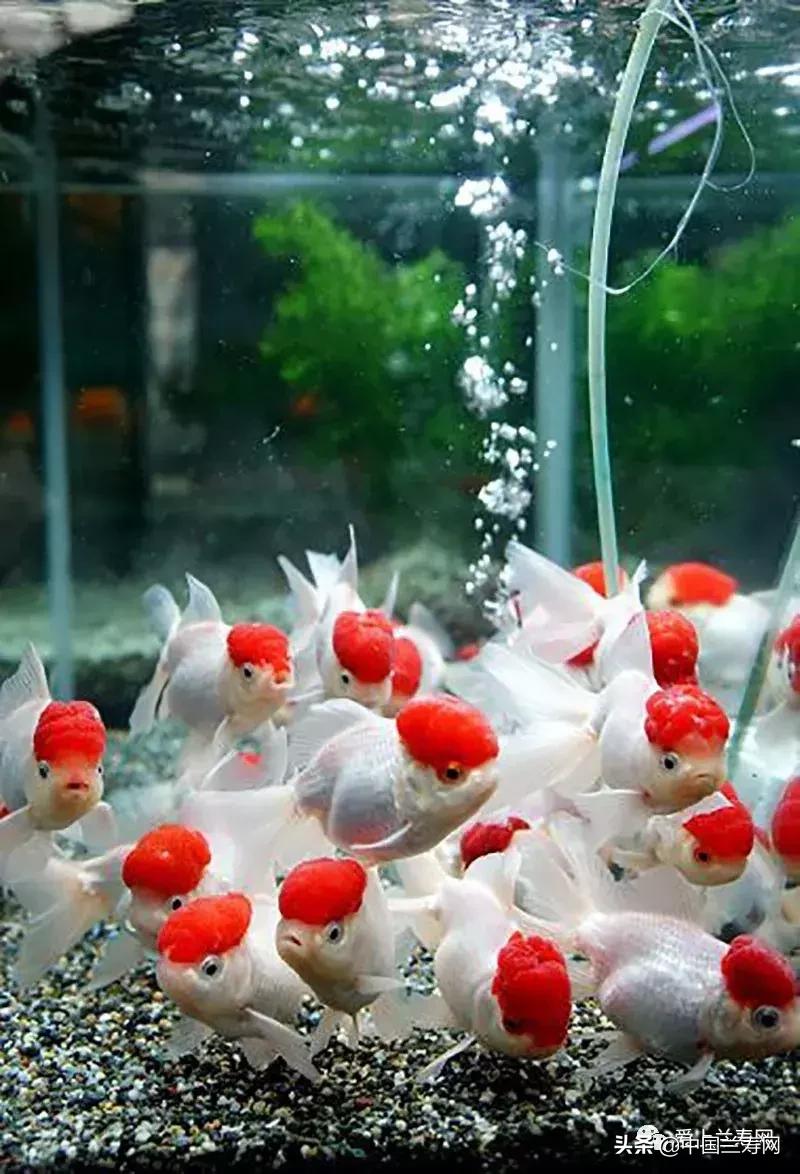 鹤顶红金鱼多久能长大,金鱼品种介绍之鹤顶红