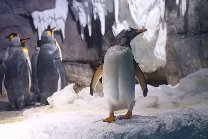 不一样的大阪三日游，瑠璃一束光，值得一来再来