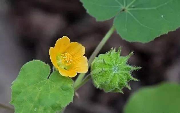 认识常见植物,野外常见水培植物有哪些