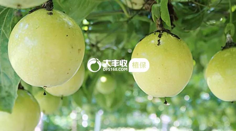 百香果烂根专用药,百香果烂根治疗