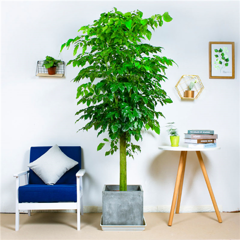 幸福树叶子尖端发黄挽救方法,幸福树叶子很稀怎么变茂盛