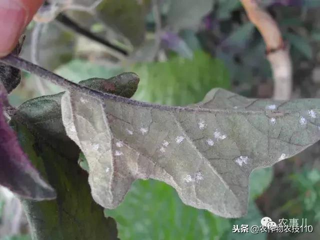 种茄子的六个步骤简短文字,种茄子的基本知识