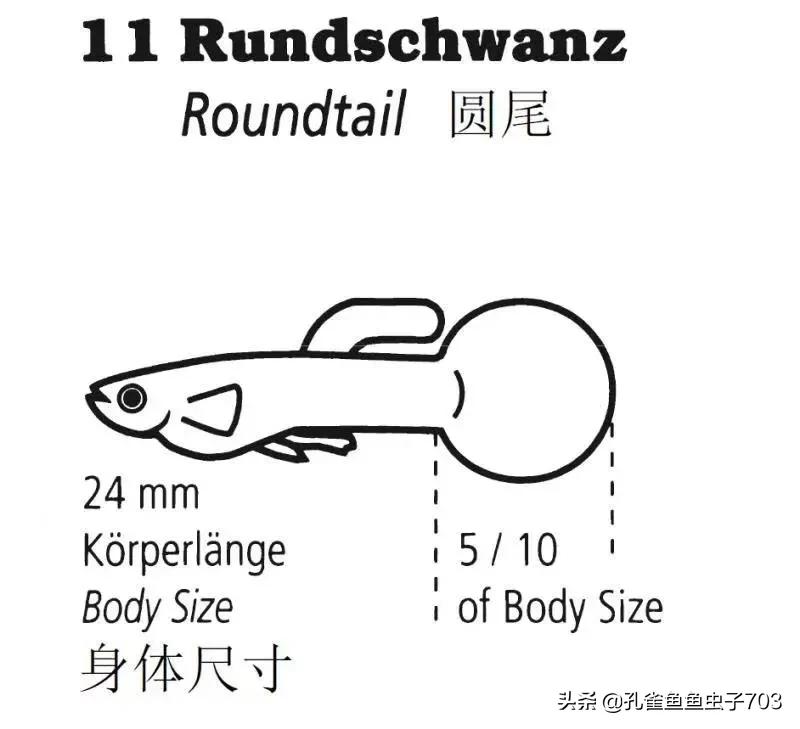 为啥我买的孔雀鱼尾巴特别小,为什么买的孔雀鱼养不活