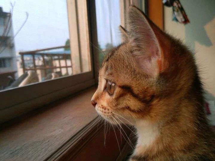 猫咪喝酒对身体有什么危害,猫咪吃太多肝脏会怎么样