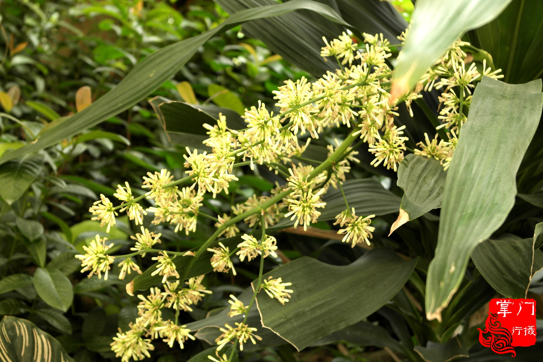 广州白云山游记一次身心愉悦之旅,广州白云山云台旅游