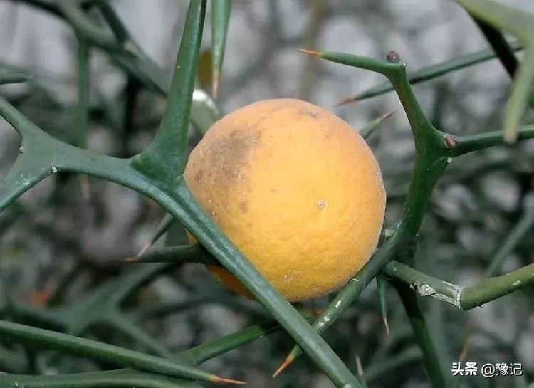 植物大战僵尸守护神器,植物大战僵尸里防盗贼的植物