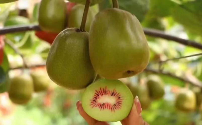 各种水果吃法时间表,7种水果要经常给孩子吃