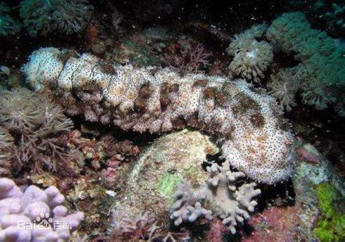 最有营养的海参是哪一种,哪几种海参可以直接食用