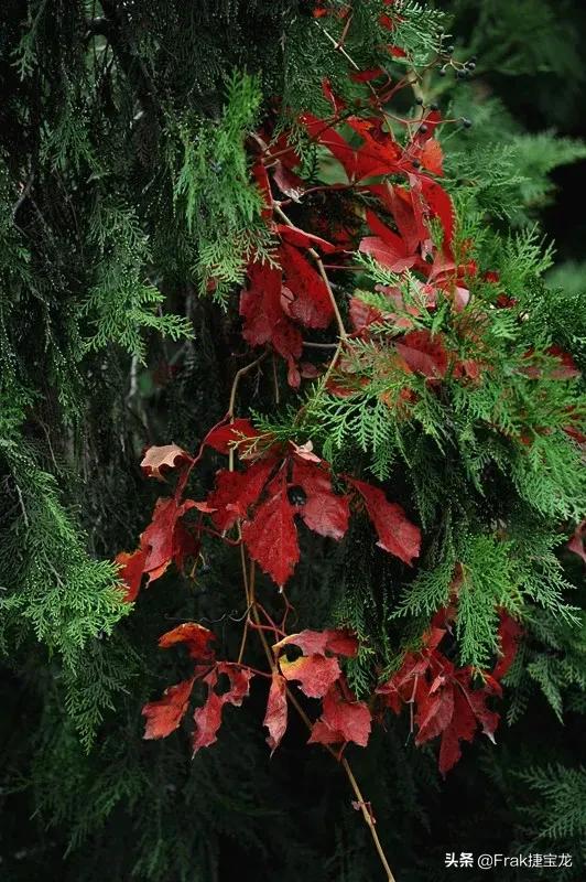 纯情的红叶……爬山虎