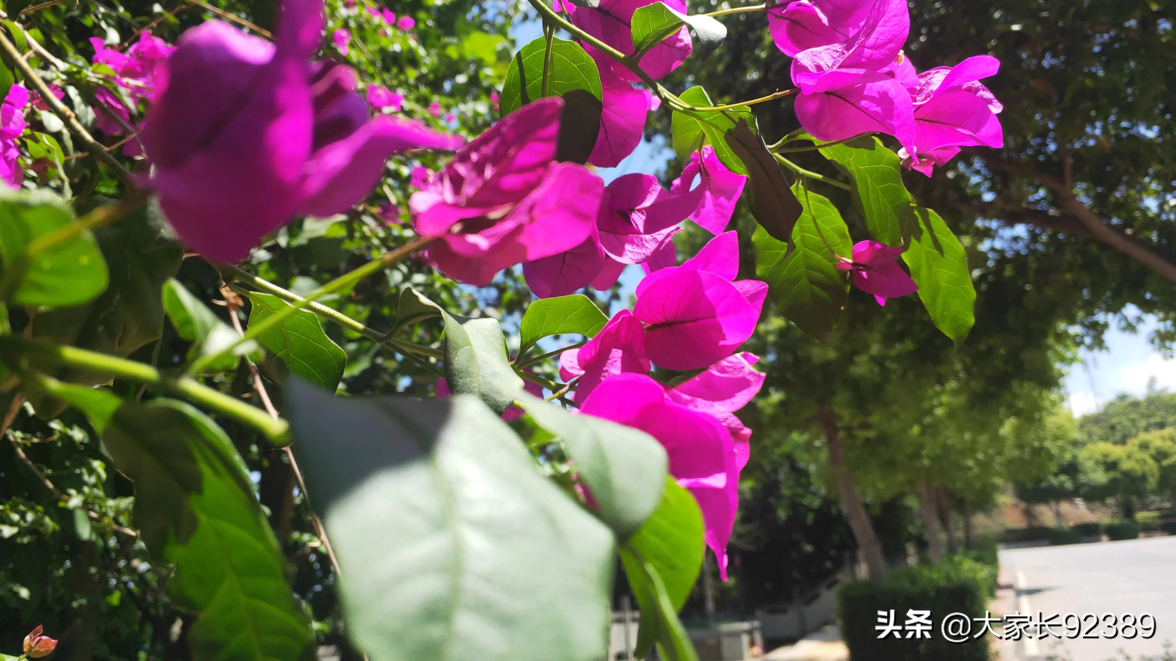 紫色的的英语,紫色的诗歌赏析