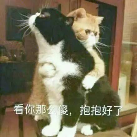 养猫常备药物推荐,铲屎官必备驱虫药