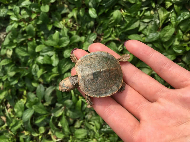 中国最危险的食草动物,被中国人吃到濒临灭绝的十大物种