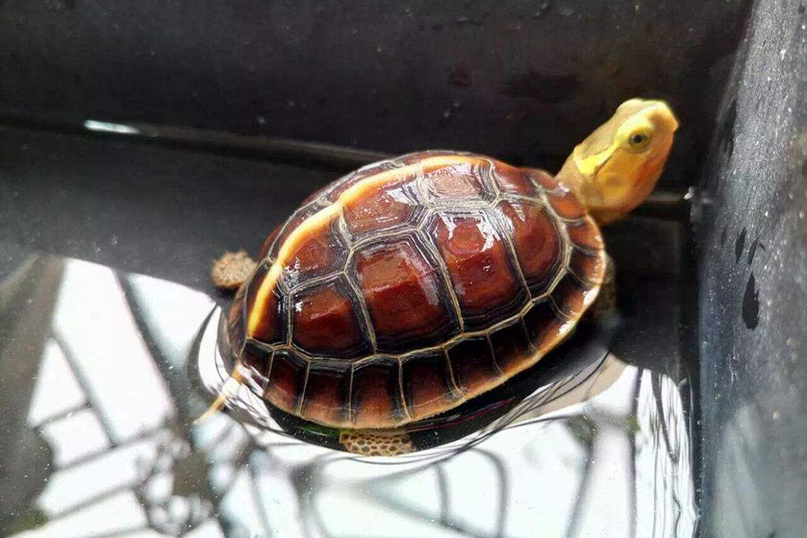 宠物乌龟的饲养方法大全图解,野生乌龟家养的正确喂养方法