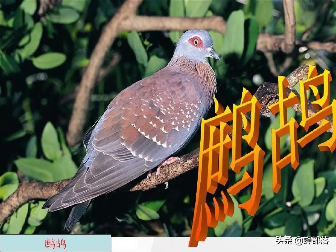 生猪养殖前景和利润,生猪养殖盈利模式