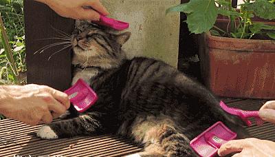 什么都可以拼的上海名媛，却拼不起这些“四脚吞金兽”