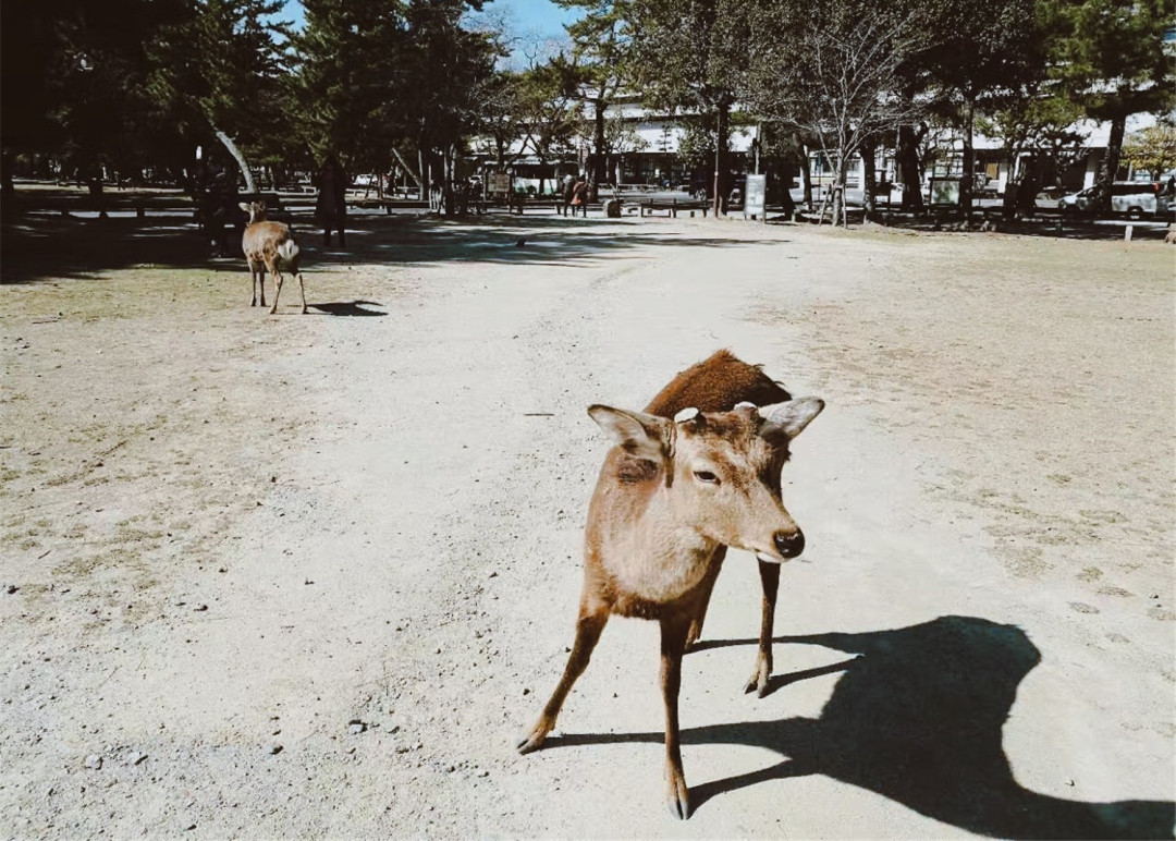 G20后大阪更好玩了！怎么订机票更省钱