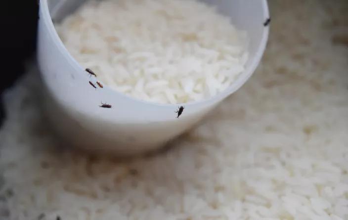 顾小稻说丨天气一热,米虫出没,除米虫这招最好使