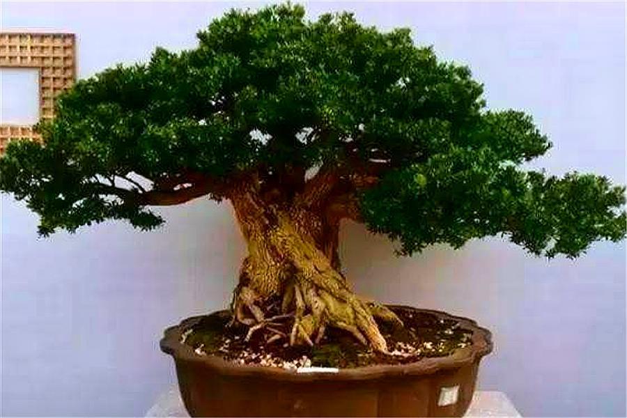 黄杨盆景怎么养长得好,黄杨盆景怎么养能活