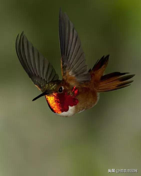 一只会听人话的小鸟,小鸟戴帽子变脸