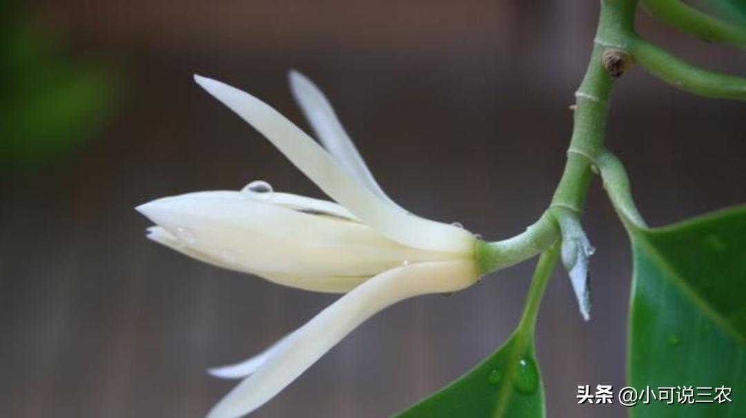 比香水还香的7种花卉白兰花,十大最香的花排名白兰花