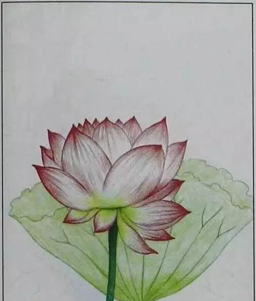 画荷塘与荷花,画一张美丽的荷塘画