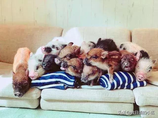 日本咖啡馆小猪馆 (日本首家小猪咖啡店受欢迎)