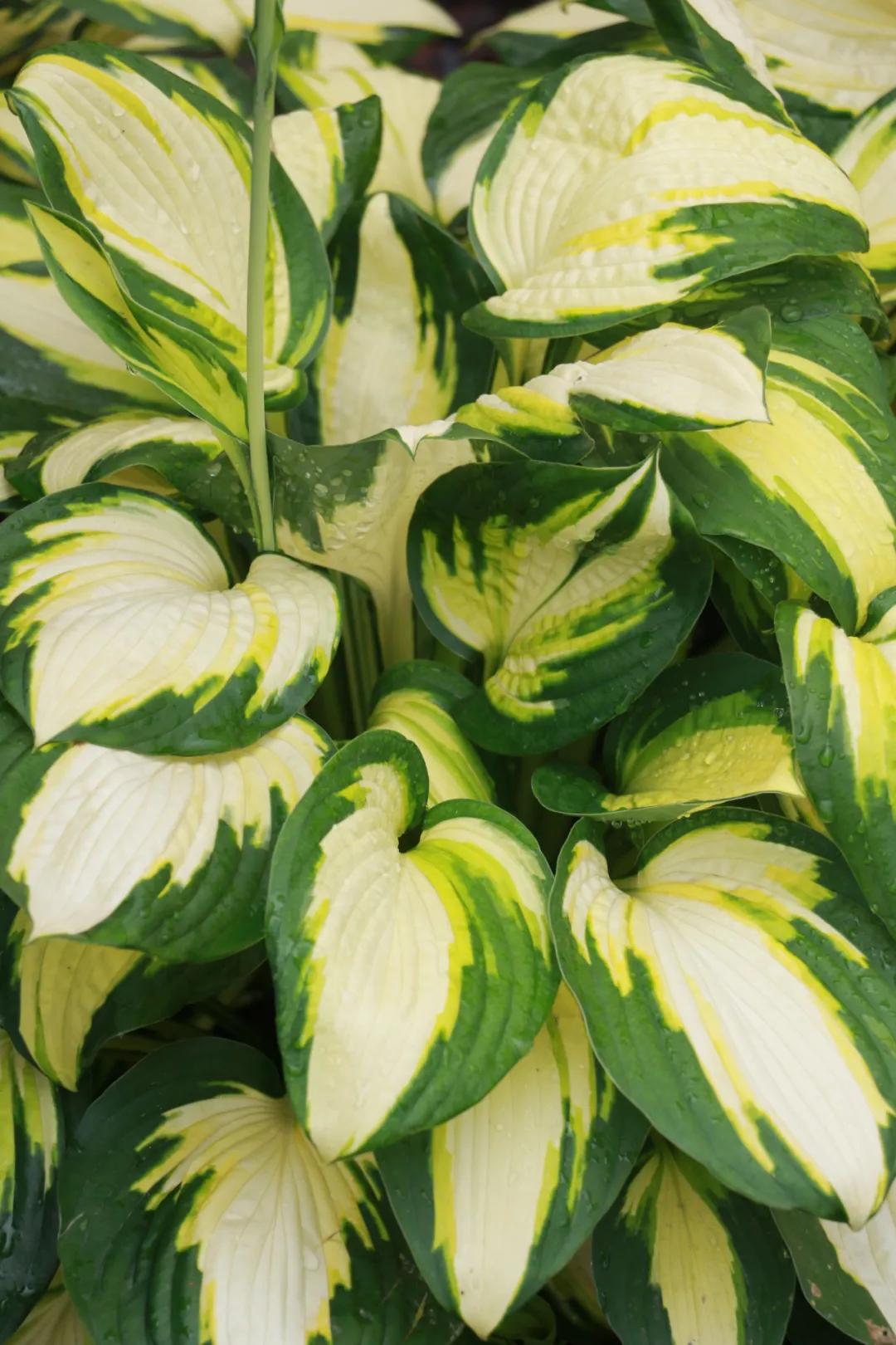 这43个来自世界各地的新品种，快来看看有没有你的菜