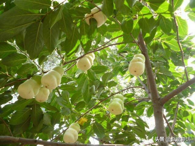 五庄观为什么带人参果,为什么五庄观的人参果少了4个