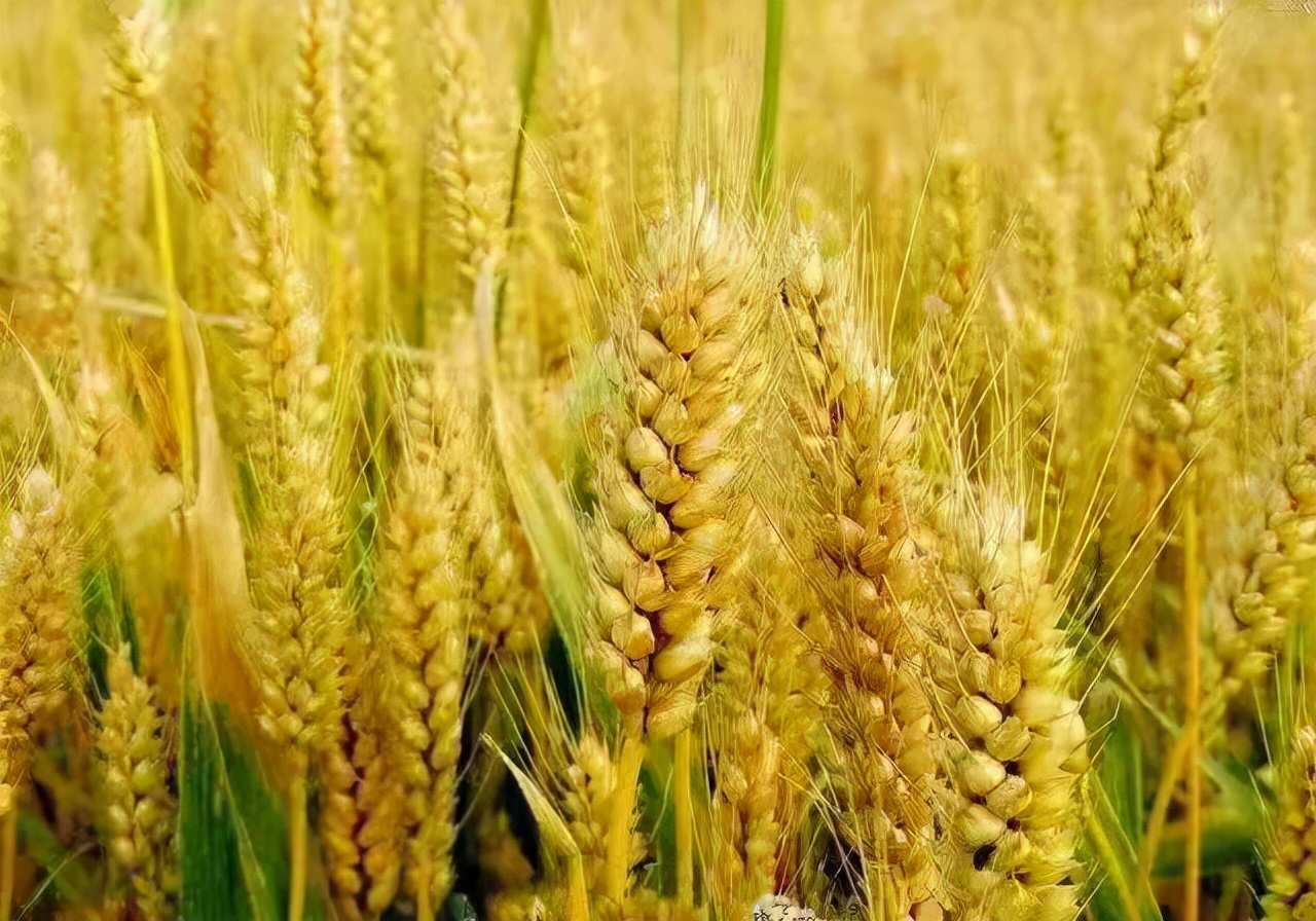 新手爸妈如何应对宝宝过敏,家有过敏的儿童怎么调理