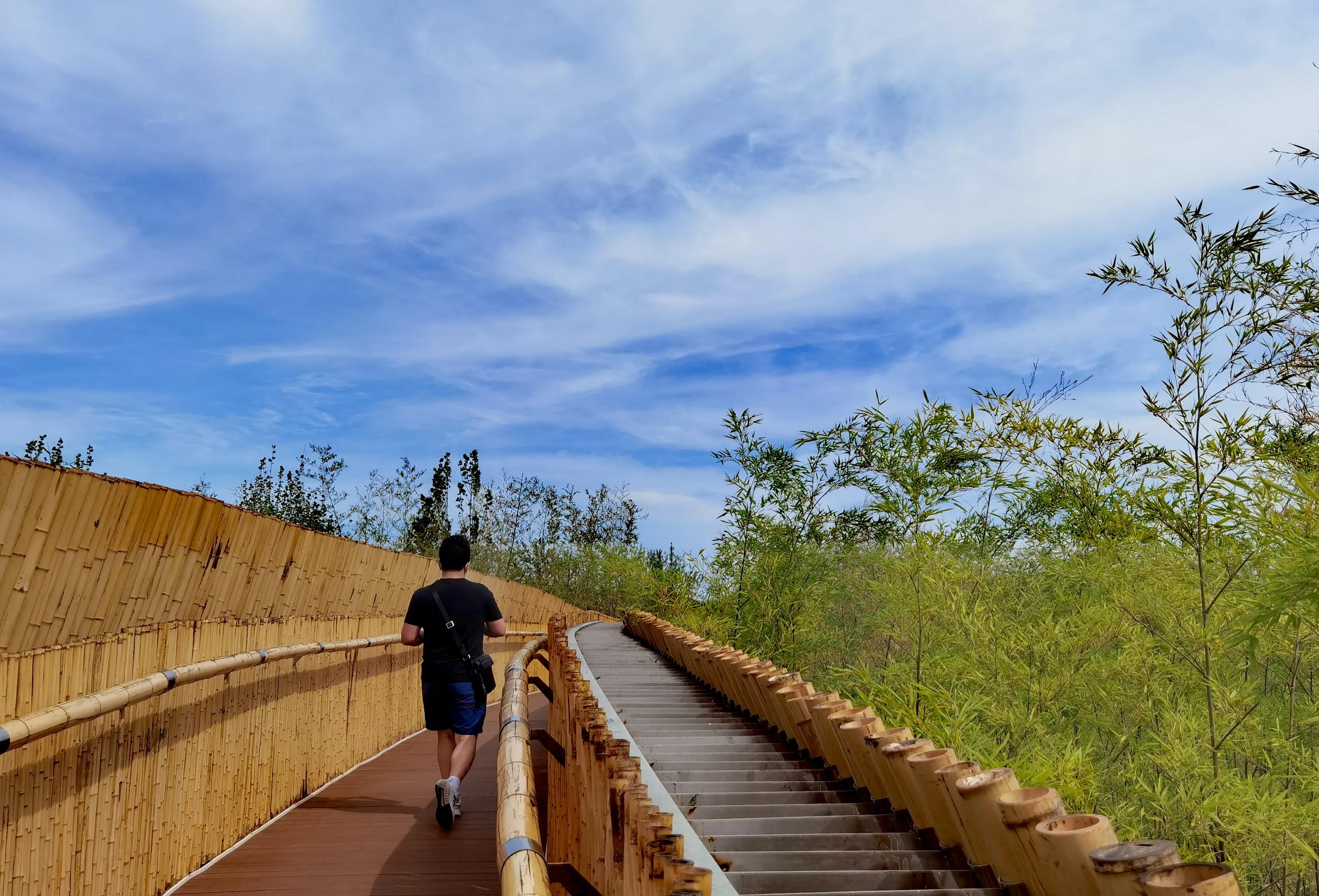 关于崇明花博会,崇明花博会全程花景
