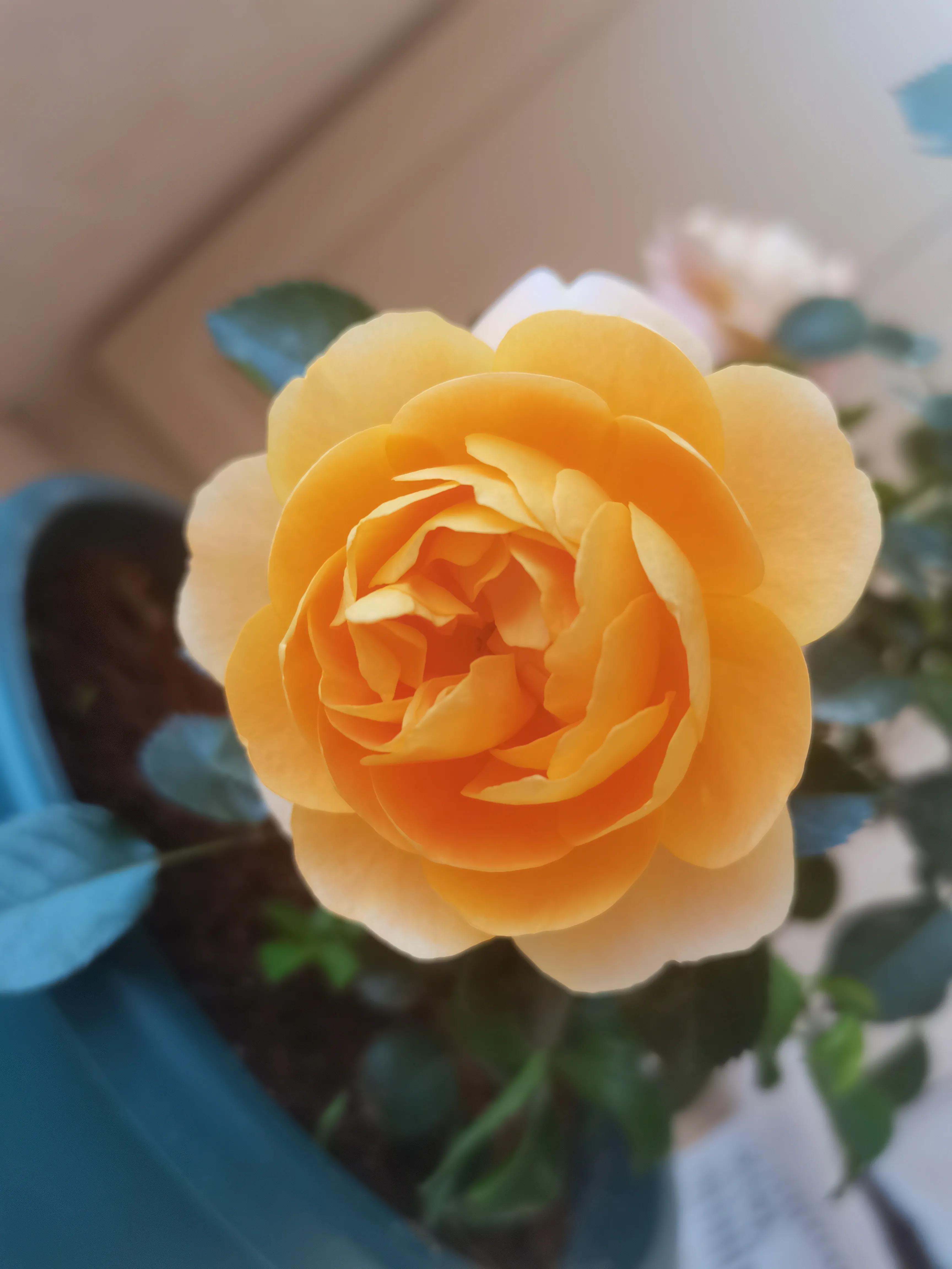 不要放弃农村的宅基地,不要放弃农村自己的宅基地